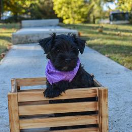 Miniature Schnauzers from Surely Blessed Mini Schnauzers