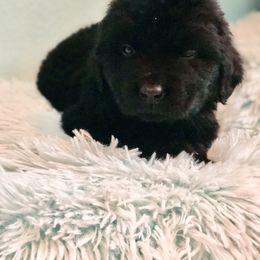 Newfoundland Puppies from Bookcliff Newfies