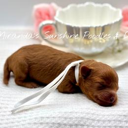 Georgia - Red  female Poodle puppy in Munster, Indiana from Miranda’s Sunshine Poodles and Doodles