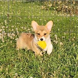 Sherman - Red and white male American Corgi puppy in Dunbar, Nebraska from Vintage Corgis