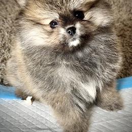 Boy 2 - Orange sable male Pomeranian puppy in Sherman, Texas from Wynter Wonderland Poms