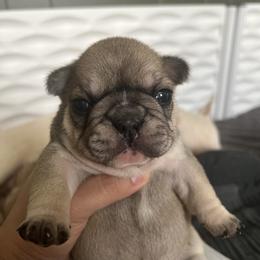 French Bulldog Puppies from The Midwest Frenchies