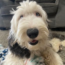 Old English Sheepdog Puppies from Heavinly Blessings Farm Pups - Old English Sheepdog Puppies