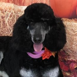 Labradoodles and Poodles from Hayle’s Doodles and Poodles