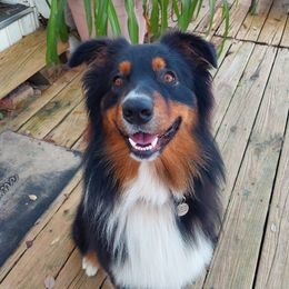 Ranger - Australian Shepherd