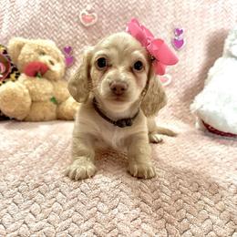 Snow - Cream female Dachshund puppy in Biloxi, Mississippi from Southern Doxies Ms