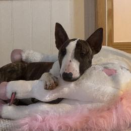 Daisy - Brindle and white female Bull Terrier puppy in Springfield, Ohio from Lynn Hill Bull Terriers