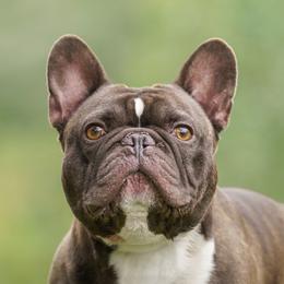 Meeko - French Bulldog