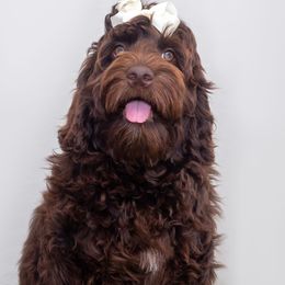 Callie - Chocolate Australian Labradoodle puppy in Wewahitchka, Florida from Stony Brook Australian Labradoodles, LLC
