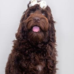 Callie - Chocolate Australian Labradoodle puppy in Wewahitchka, Florida from Stony Brook Australian Labradoodles, LLC
