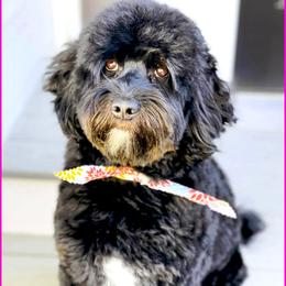 Raven - Australian Labradoodle