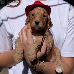 Blue Collar - Apricot male Goldendoodle puppy in Olympia, Washington from Sinclairdoodles