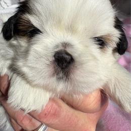 LG4, Panda - Gold and white female Shih Tzu puppy in Madras, Oregon from Maridee’s ShihTzu