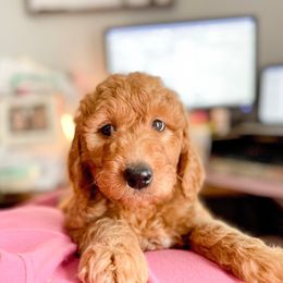 Double Doodle and Labradoodle Puppies from Magnolia & Finn Doodles