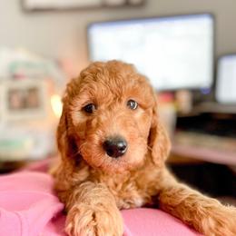 Double Doodle and Labradoodle Puppies from Magnolia & Finn Doodles