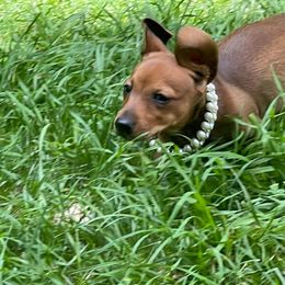 Dachshund Puppies from Cromwell Cogsworth Dachshunds of South West Michigan