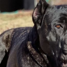 Cane Corso from High Society Cane Corso
