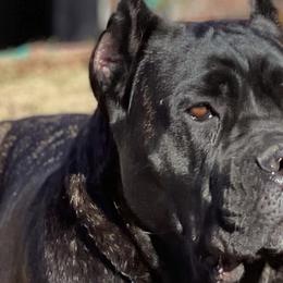 Cane Corso from High Society Cane Corso