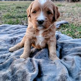 Goldendoodle Puppies from Southern Star Goldendoodles