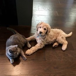 Bernedoodle and Goldendoodle Puppies from Greatly Graced Southern Doodles