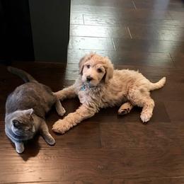 Bernedoodle and Goldendoodle Puppies from Greatly Graced Southern Doodles