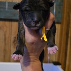 Girl 2 - Dark brown female Xoloitzcuintli puppy in Ethridge, Tennessee from Royalty Reigns Xolos