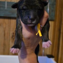 Girl 2 - Dark brown female Xoloitzcuintli puppy in Ethridge, Tennessee from Royalty Reigns Xolos