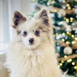 Hatcher - Pomeranian