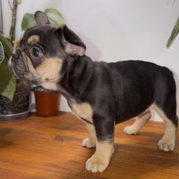French Bulldog Puppies from Frenchies That