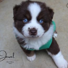 Australian Shepherd, Miniature Australian Shepherd, and Toy Australian Shepherd Puppies from TK Standard, Mini, & Toy Aussies