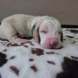Bandit - Red and white male Basset Hound puppy in Denison, Texas from Emma Lou's Baby Bassets
