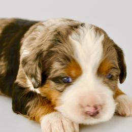 Bernese Mountain Dog and Poodle Puppies from Brian Petersen