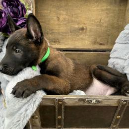 Sterling - Fawn sable male Belgian Malinois puppy in Chino, California from BlueStone K9