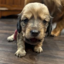 Maroon ribbon - Red female Dachshund puppy in Superior, Montana from Never Land Dachshunds of Montana