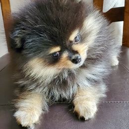 Pomeranian Puppies from Nikki’s lil Pomeranians