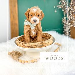 W O O D S - Red  male Goldendoodle puppy in Cedar City, Utah from Cedar Doodles- Home of the Teddybear Goldendoodle