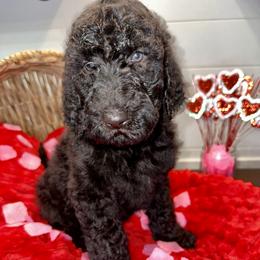 Aussiedoodle and Goldendoodle Puppies from Toledo Creek Doodles