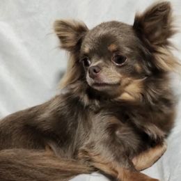 Sasha - Chihuahua