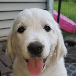 Golden Retrievers from Chantilly Rose Goldens
