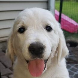 Golden Retrievers from Chantilly Rose Goldens