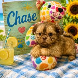 Chase - Liver male Shih Tzu puppy in Bethpage, Tennessee from Tennessee's Treasured Shih Tzus