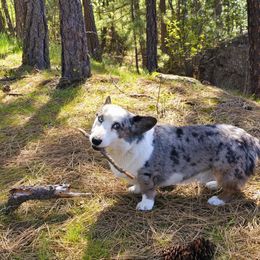 Ganon - Blue merle and white male Cardigan Welsh Corgi puppy in Granite Falls, Washington from Mountain Paws Cardigan Welsh Corgis