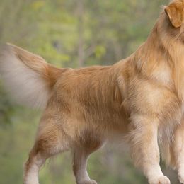 Hiro - Golden Retriever
