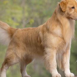 Hiro - Golden Retriever