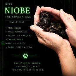 Niobe - Sable female Cavapoo puppy in Spokane, Washington from Treasured Cavaliers of the Pacific Northwest