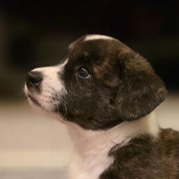 Noel - Brindle and white female Cardigan Welsh Corgi puppy in Larsen, Wisconsin from Pondside Kennels