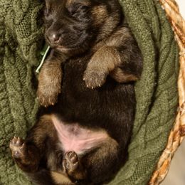 German Shepherd Puppies from Platz German Shepherds