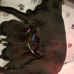 Labrador Retriever Puppies from Condition 1 Retrievers
