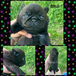 Shale - Black male Pug puppy in Summerville, Georgia from Pearly’s Pugs & Pollywog Poodles