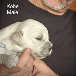 Kobe - Light golden male Golden Retriever puppy in Hastings, Michigan from Teresa Stevens